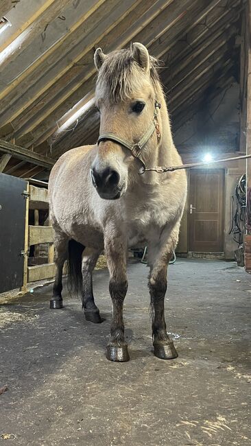 Fjordpferd Norweger Wallach, Jana, Horses For Sale, Moormerland, Image 3