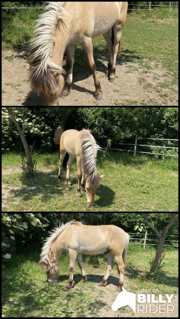 Fjord Isländer Mix Wallach, Heidi , Horses For Sale, Göttlesbrunn , Image 4