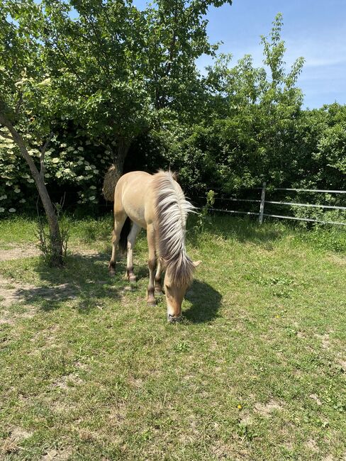 Fjord Isländer Mix Wallach, Heidi , Horses For Sale, Göttlesbrunn , Image 2