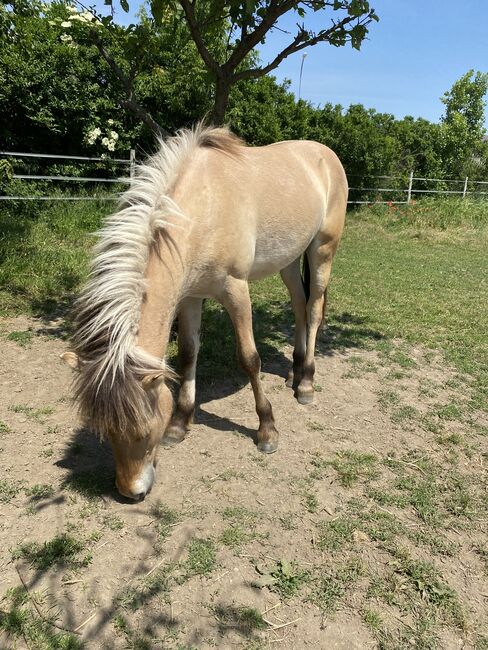 Fjord Isländer Mix Wallach, Heidi , Horses For Sale, Göttlesbrunn 