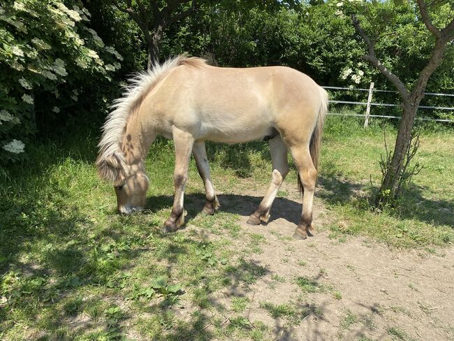 Fjord Isländer Mix Wallach, Heidi , Horses For Sale, Göttlesbrunn , Image 3