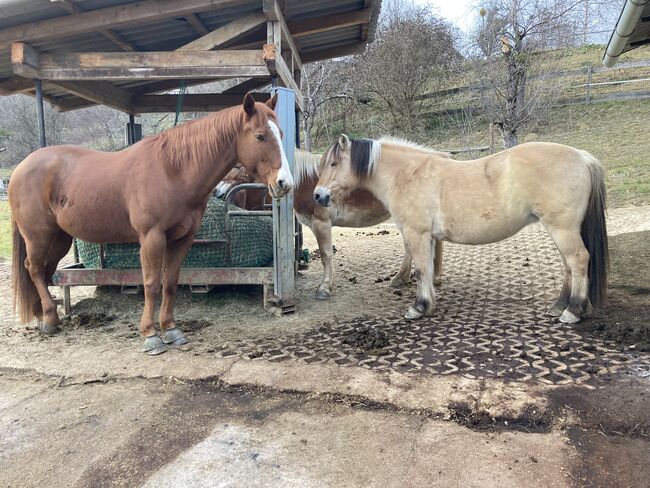 Fjord Stute, Cornelia Lorenzer, Horses For Sale, Breitenfeld an der Rittschein, Image 4