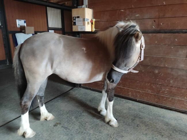 Fjord-Ponymix, Marion, Horses For Sale, Göllersdorf, Image 4