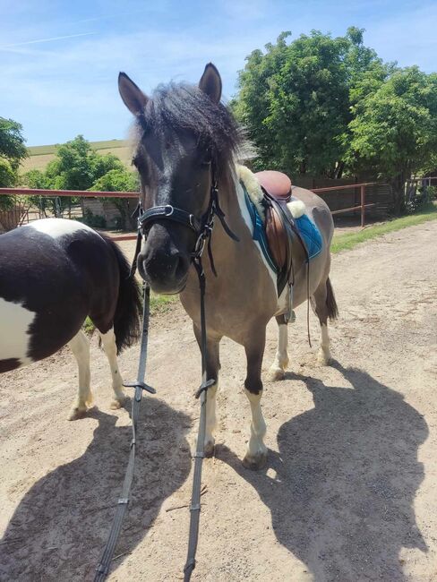 Fjord-Ponymix, Marion, Horses For Sale, Göllersdorf, Image 2