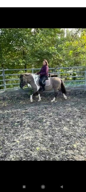 Fjord-Ponymix, Marion, Horses For Sale, Göllersdorf, Image 5