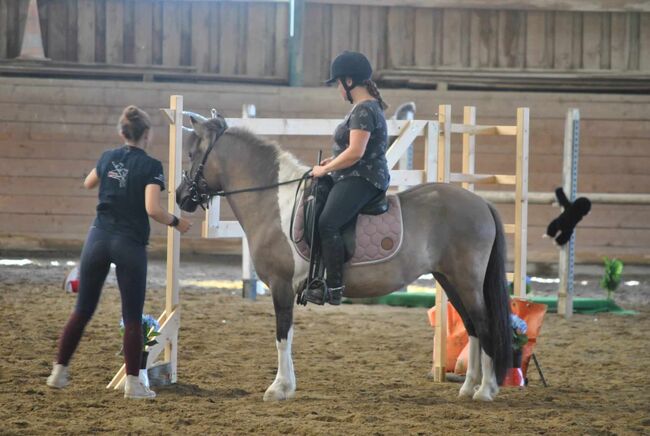 Fjord-Ponymix, Marion, Horses For Sale, Göllersdorf, Image 3