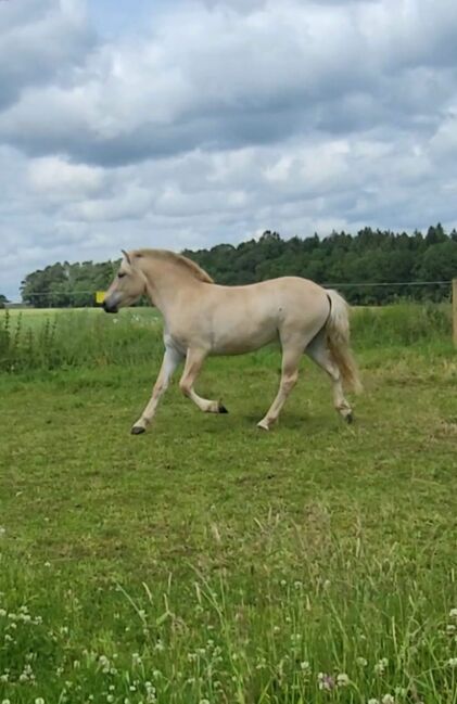 Fjordwallach, Martina, Horses For Sale, Brombachtal