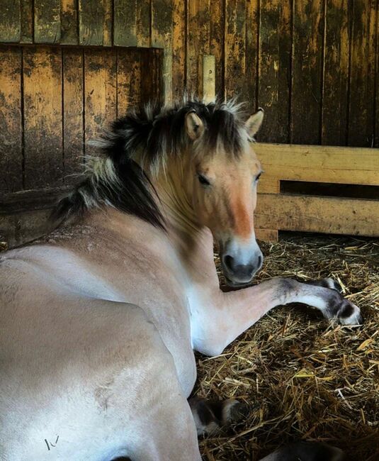 Fjord Stute, Martinq, Horses For Sale, Kumberg