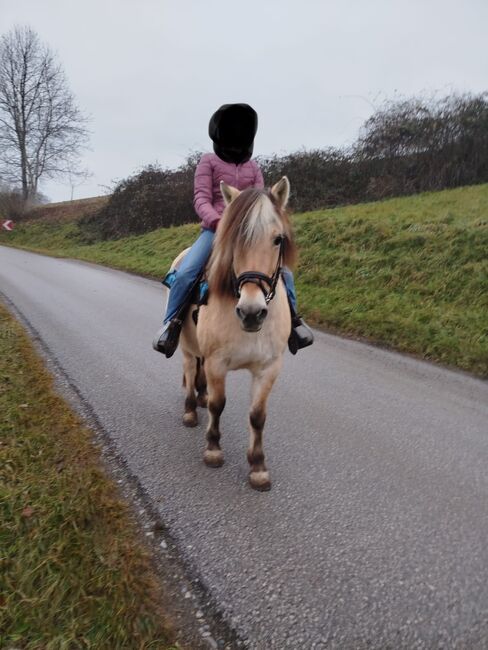 Fjord Stute, Cornelia Lorenzer, Pferd kaufen, Breitenfeld an der Rittschein, Abbildung 5