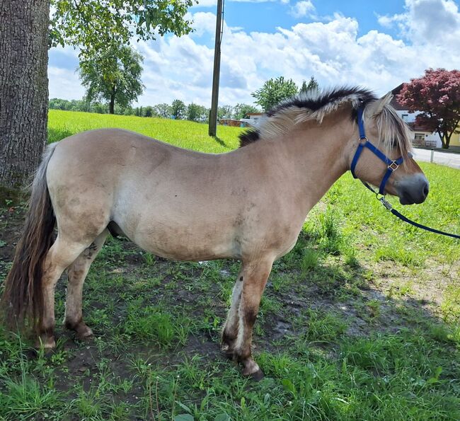 Fjordpferd, NicoleTiefenthaler, 4952 Weng im Innkreis , Horses For Sale, Salzburg