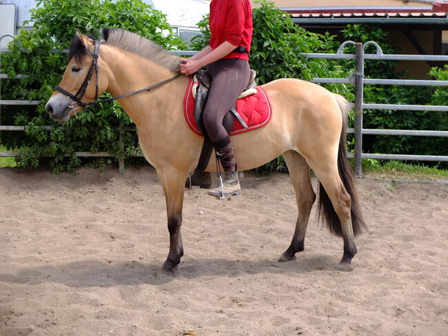 Fjordpferdstute "First Lady"!, Pferdehandlung Christian Kürschner, Horses For Sale, Buttstädt, Image 8