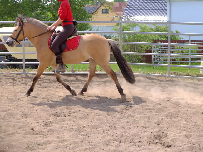 Fjordpferdstute "First Lady"!, Pferdehandlung Christian Kürschner, Horses For Sale, Buttstädt, Image 5