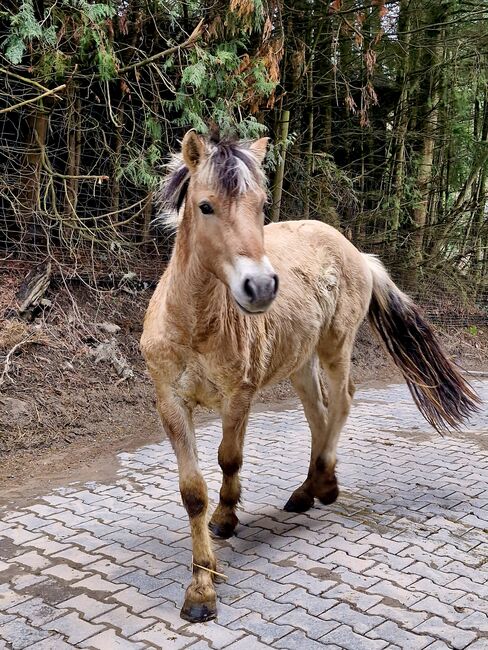 Fjordpferd Wallach, Martina, Horses For Sale, Brombachtal