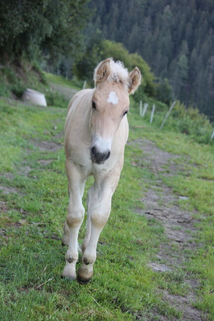 Fjordpferdmix, Scherer A., Horses For Sale, Irdning-Donnersbachtal, Image 2