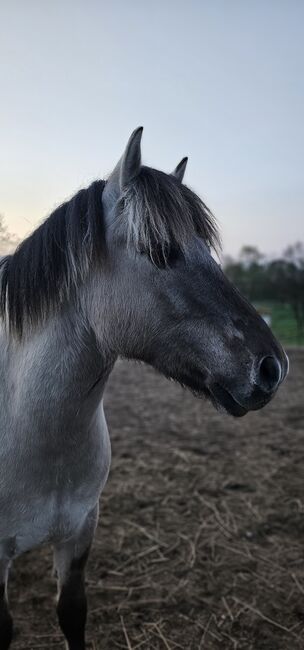 Fjordwallach, Norweger, Fjordpferd, Graufalbe, Sarah Siebert, Horses For Sale, Döllen