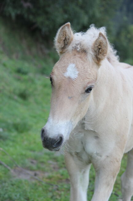 Fjordpferdmix, Scherer A., Horses For Sale, Irdning-Donnersbachtal