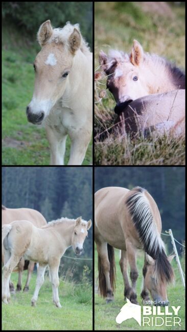 Fjordpferdmix, Scherer A., Horses For Sale, Irdning-Donnersbachtal, Image 6