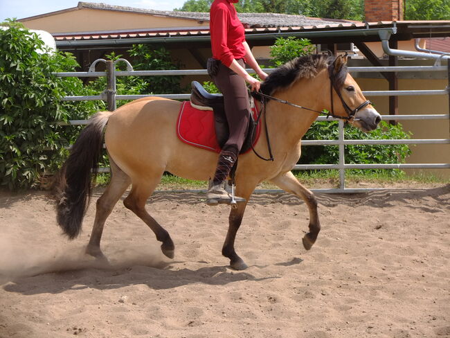 Fjordpferdstute "First Lady"!, Pferdehandlung Christian Kürschner, Horses For Sale, Buttstädt, Image 3