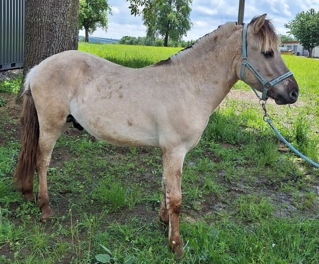 Fjordpferd, NicoleTiefenthaler, 4952 Weng im Innkreis , Pferd kaufen, Salzburg, Abbildung 3