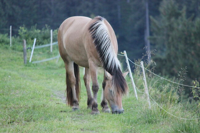 Fjordpferdmix, Scherer A., Pferd kaufen, Irdning-Donnersbachtal, Abbildung 3