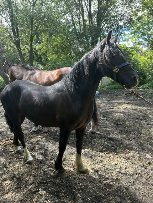 Flashy 2 year old gelding, Lauren Mills, Horses For Sale, Durham