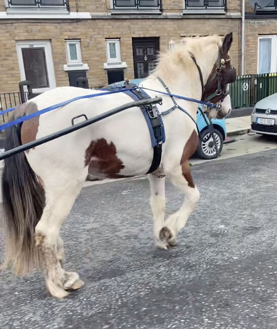 Flashy half breed filly 2 year old, John , Pferd kaufen