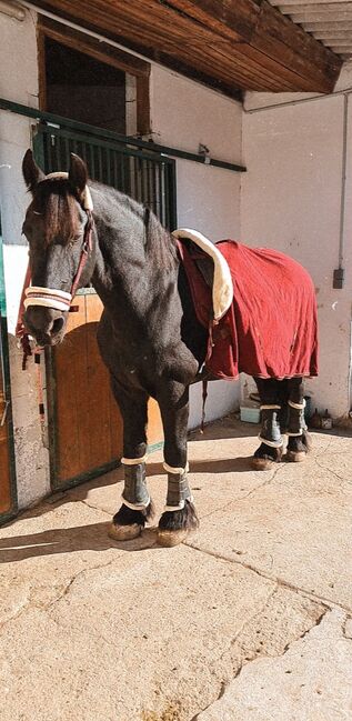 Fleece Abschwitzdecke Bordeaux, Felix Bühler Timeless Elegance mit Teddyfleece Kragen, Laura, Horse Blankets, Sheets & Coolers, Herzogenburg, Image 3