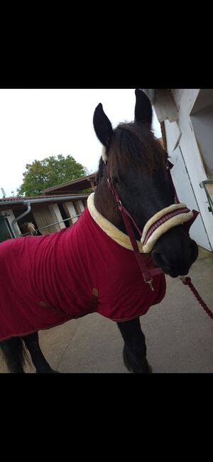 Fleece Abschwitzdecke Bordeaux, Felix Bühler Timeless Elegance mit Teddyfleece Kragen, Laura, Horse Blankets, Sheets & Coolers, Herzogenburg, Image 2