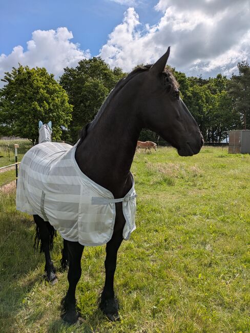 Fliegendecke 125, Henny, Horse Blankets, Sheets & Coolers, Kesselsdorf , Image 2