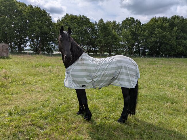 Fliegendecke 125, Henny, Horse Blankets, Sheets & Coolers, Kesselsdorf 