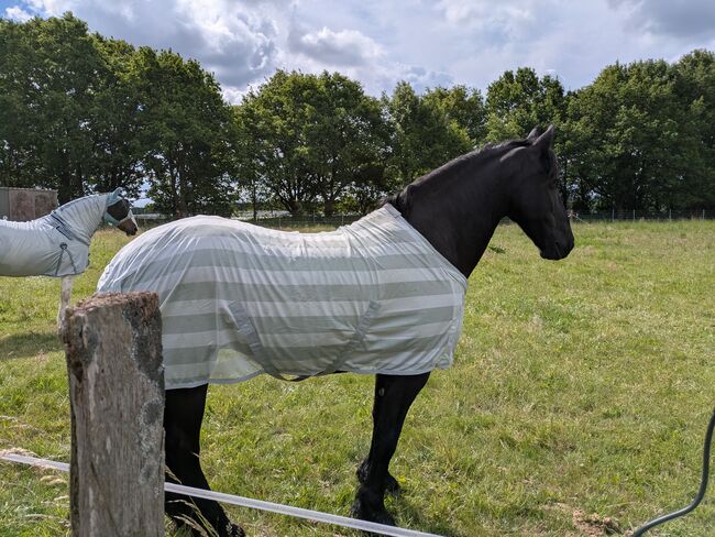 Fliegendecke 125, Henny, Horse Blankets, Sheets & Coolers, Kesselsdorf , Image 3