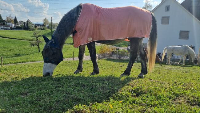 Fliegendecke 155cm, Freya , Horse Blankets, Sheets & Coolers, Maur