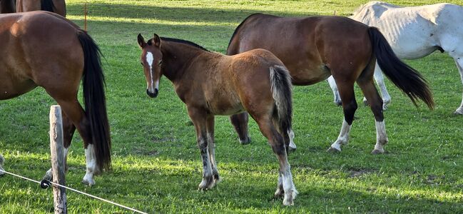 FM Hengstfohlen zum Verkauf, Matianne, Horses For Sale, St. Silvester