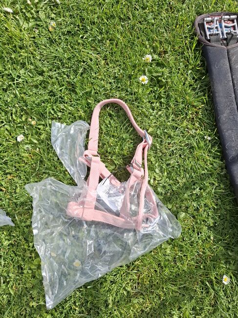 Fohlenhalfter, Privat , Halters, Münzenberg 