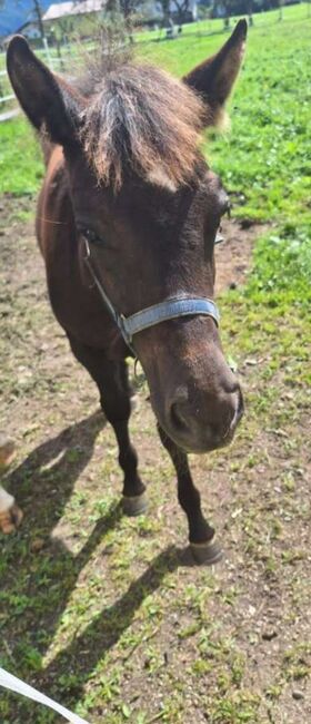 Fohlen Stute, Wenger , Horses For Sale, 5440 Golling , Image 5