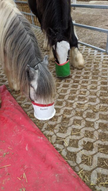 Futterbeutel, ideal für Gruppenhaltung und Wanderritte, Elena , Horse Feed & Supplements, Auggen