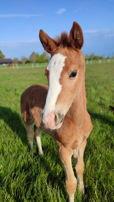 Stutfohlen 4x hoch weiß Sky x Floriscount, Daniela, Horses For Sale, Oebisfelde