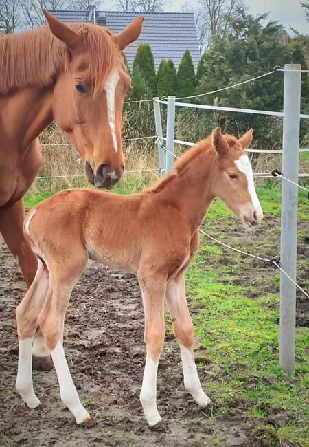 Stutfohlen 4x hoch weiß Sky x Floriscount, Daniela, Horses For Sale, Oebisfelde, Image 2