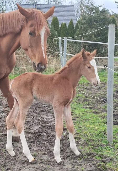 Stutfohlen 4x hoch weiß Sky x Floriscount, Daniela, Horses For Sale, Oebisfelde, Image 5