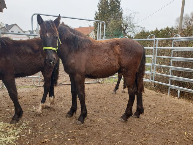 Fohlen Smokey Black (creme gen), Fam. Rudolph, Horses For Sale, Schönwölkau, Image 3