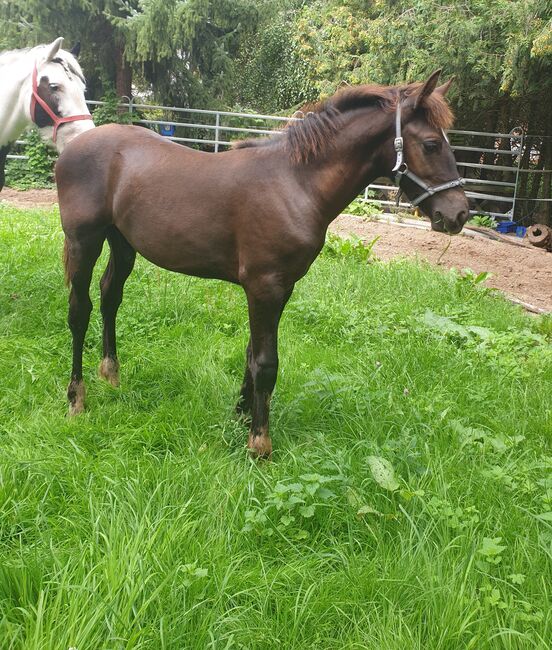 Fohlen Smokey Black (creme gen), Fam. Rudolph, Horses For Sale, Schönwölkau, Image 4