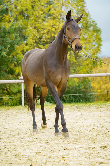 Für erfahrene Hände, Ira Sofie Römer, Horses For Sale, Mülheim an der Ruhr