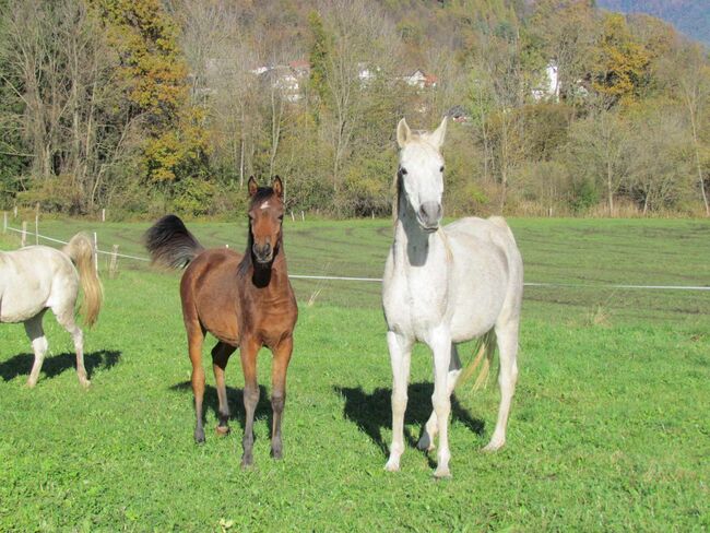 Arabian verkauf, Matic berden , Horses For Sale, Jesenice, Image 6