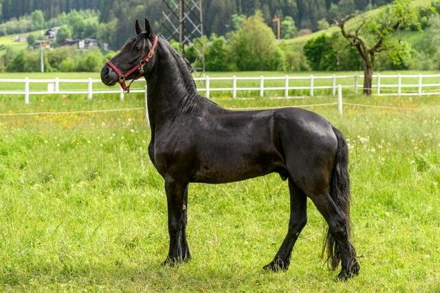 Verkaufsperd Obama 3 Jahre Friesenhengst, Hollaus Hannes, Horses For Sale, Stumm im Zillertal, Image 2