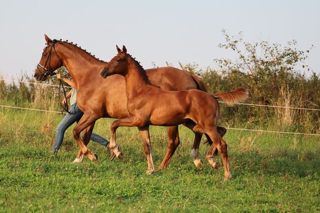 Prämienstutfohlen, dunkelfuchs Dressurerfolgreicher Stamm, Isabell, Horses For Sale, Usedom