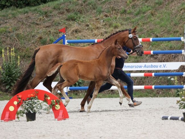 Prämienstutfohlen, dunkelfuchs Dressurerfolgreicher Stamm, Isabell, Horses For Sale, Usedom, Image 2