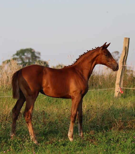 Prämienstutfohlen, dunkelfuchs Dressurerfolgreicher Stamm, Isabell, Horses For Sale, Usedom, Image 6