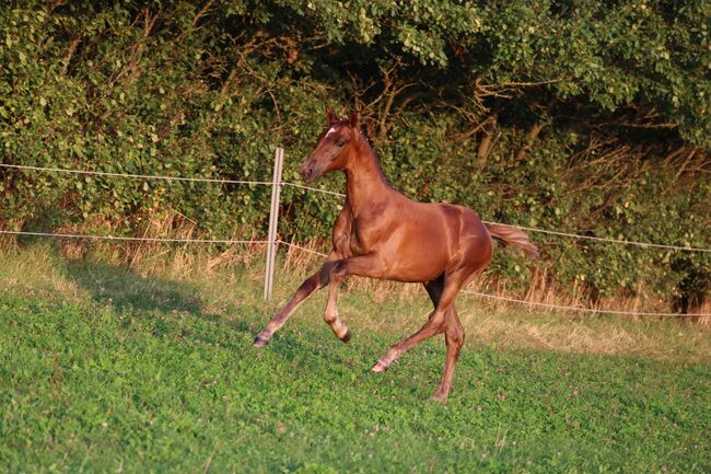 Prämienstutfohlen, dunkelfuchs Dressurerfolgreicher Stamm, Isabell, Horses For Sale, Usedom, Image 5