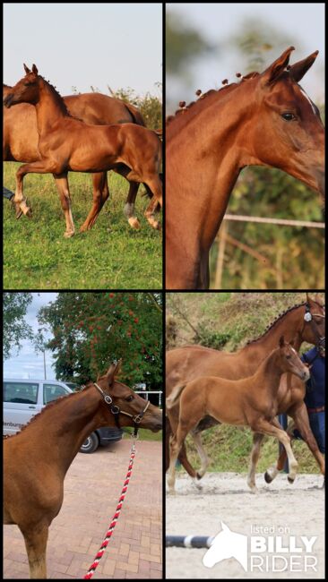 Prämienstutfohlen, dunkelfuchs Dressurerfolgreicher Stamm, Isabell, Horses For Sale, Usedom, Image 8