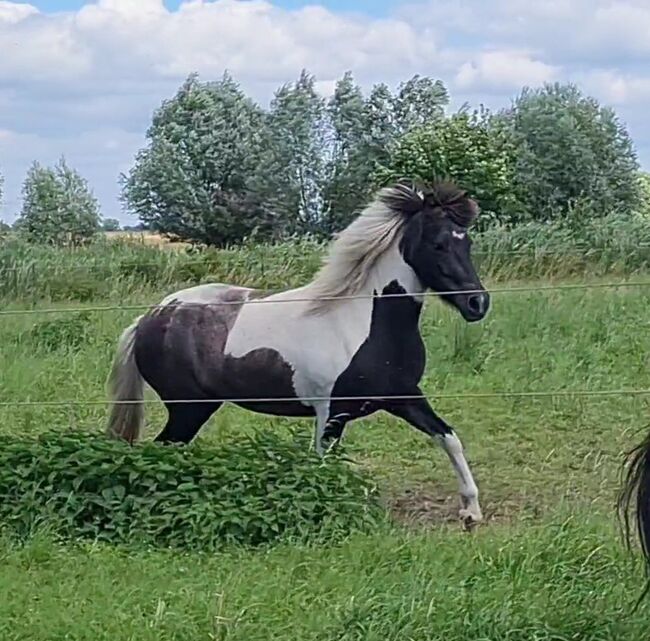 Zauberhafte 4 Gängerin mit viel Tölt ( Klettur Enkelin), Martina Holz, Horses For Sale, Nauen/ OT Markee